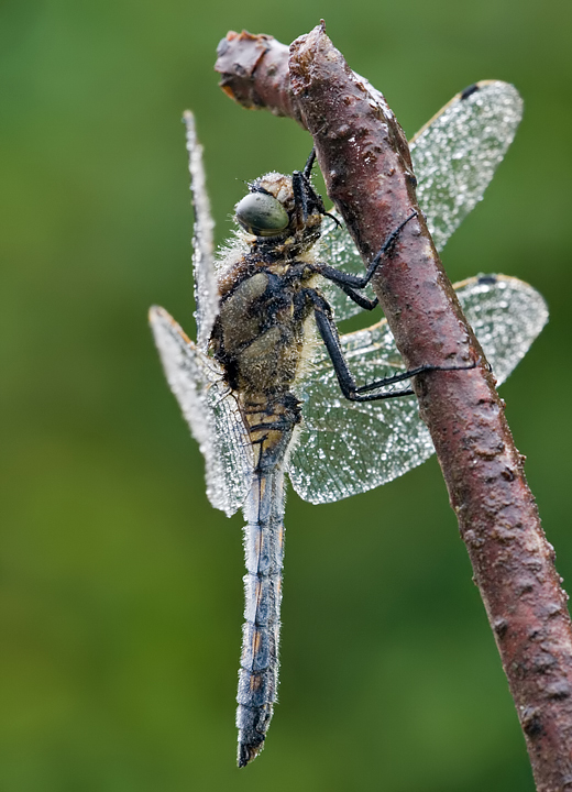 Black Tailed Skimmer 3